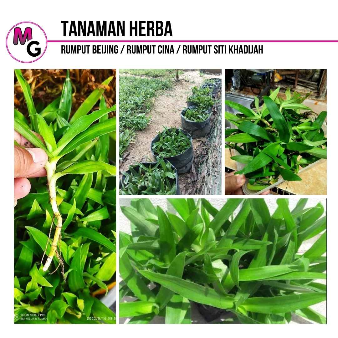 Tanaman Herba | Rumput Beijing