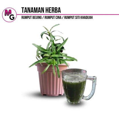 Tanaman Herba | Rumput Beijing