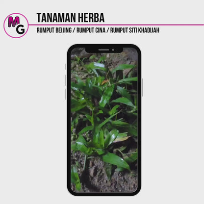 Tanaman Herba | Rumput Beijing